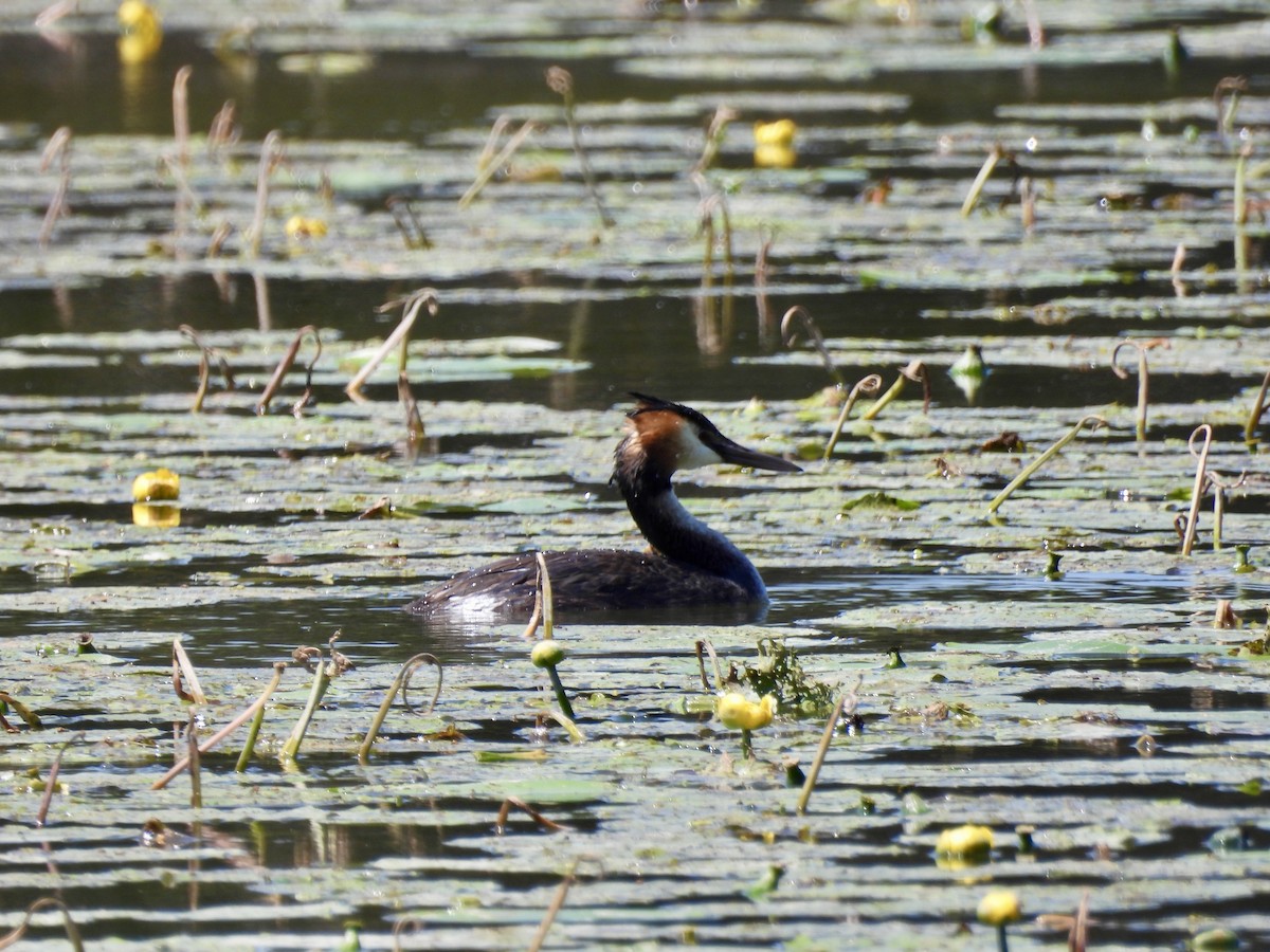 Great Crested Grebe - ML620631463