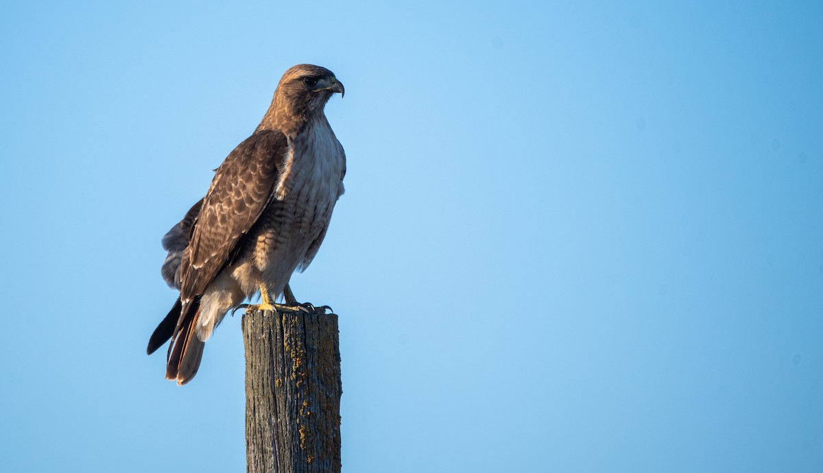 Red-tailed Hawk - ML620631464