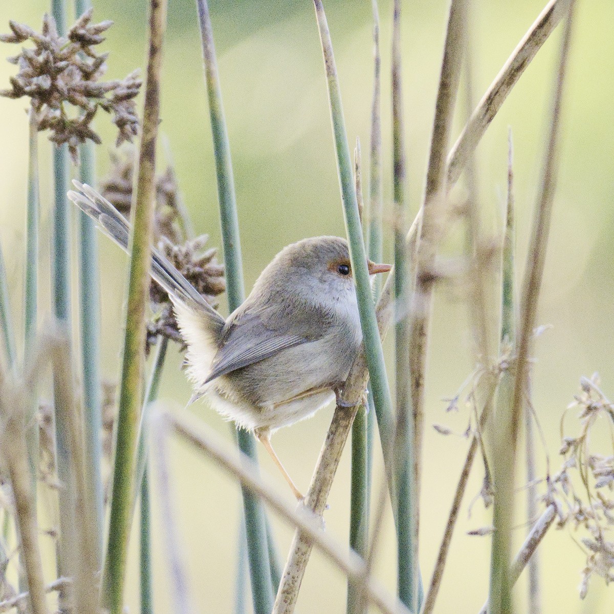 Superb Fairywren - ML620631467