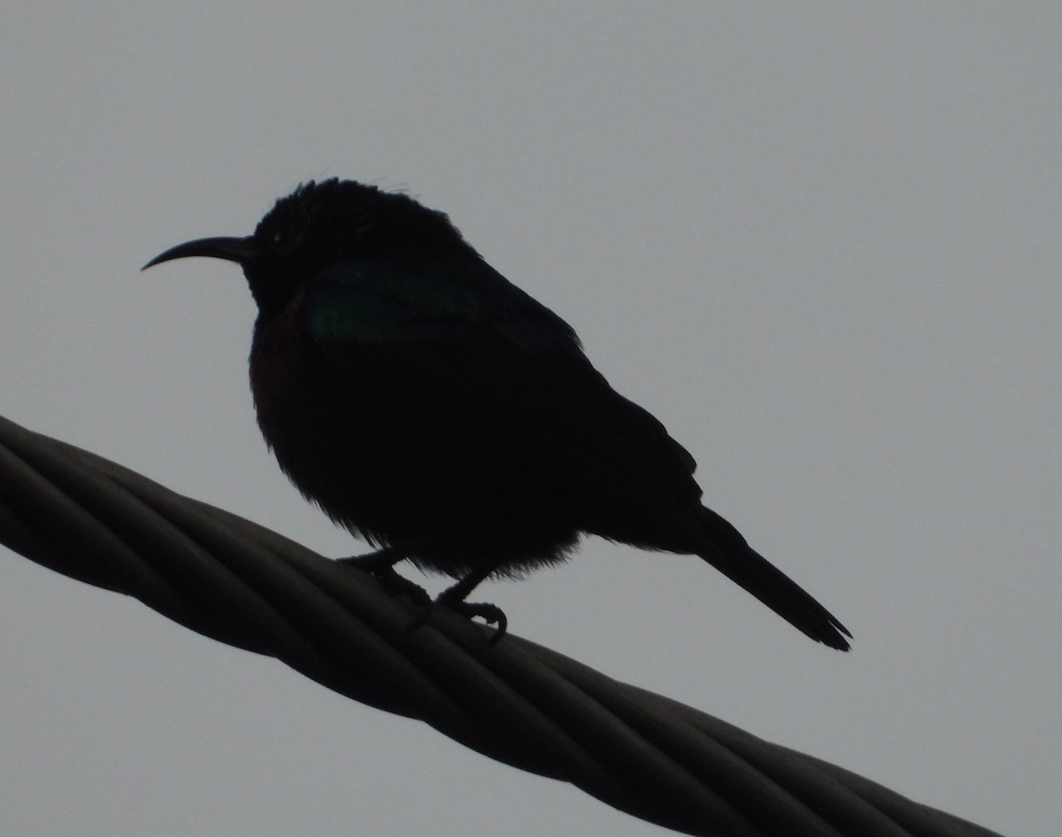 Purple-banded Sunbird - ML620631469