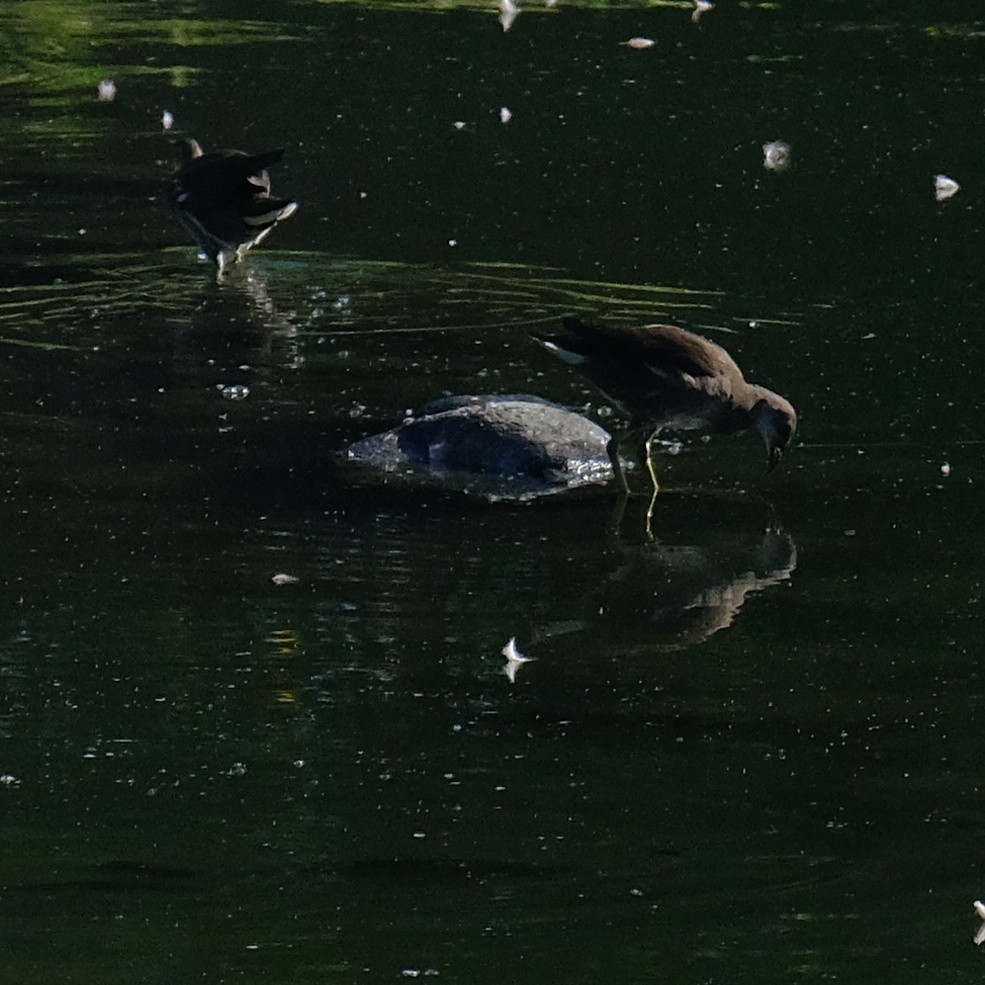 Eurasian Moorhen - ML620631471