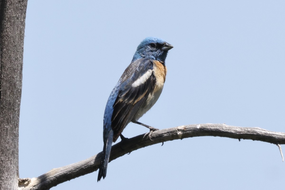 Lazuli Bunting - ML620631472