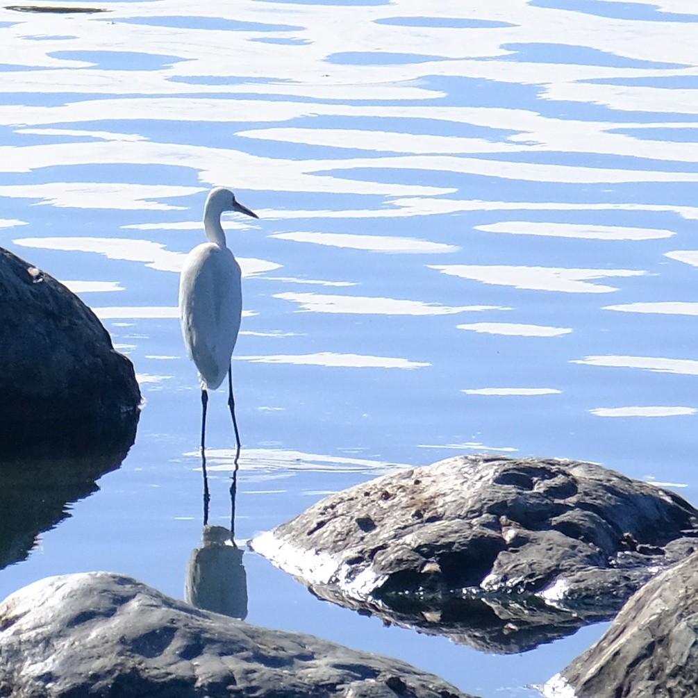 Little Egret - ML620631479