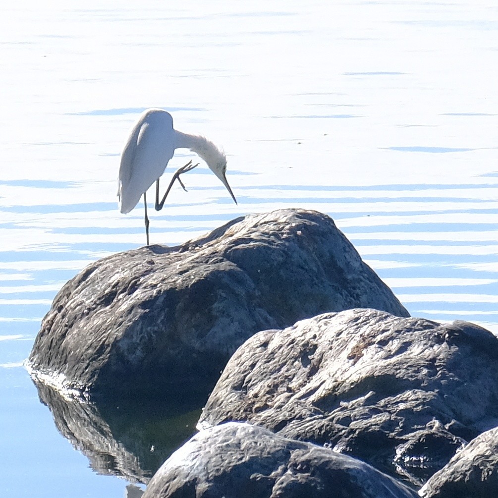 Little Egret - ML620631481