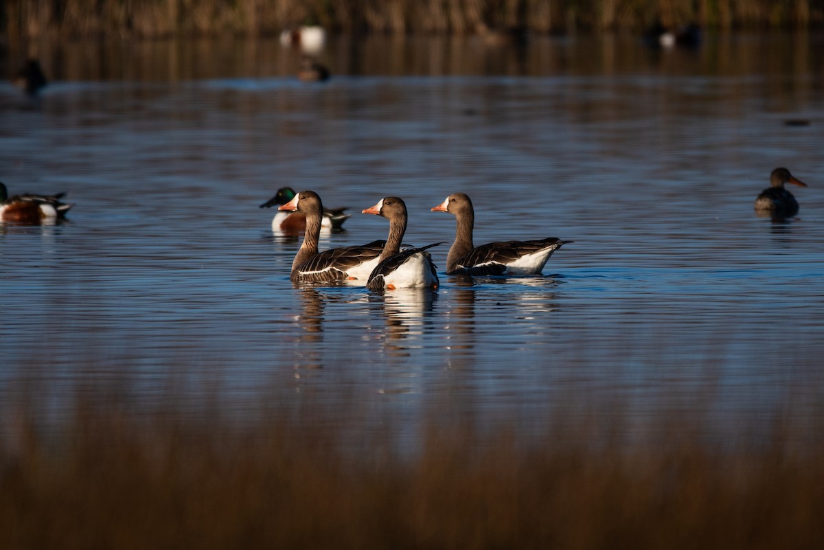 Snow Goose - ML620631483