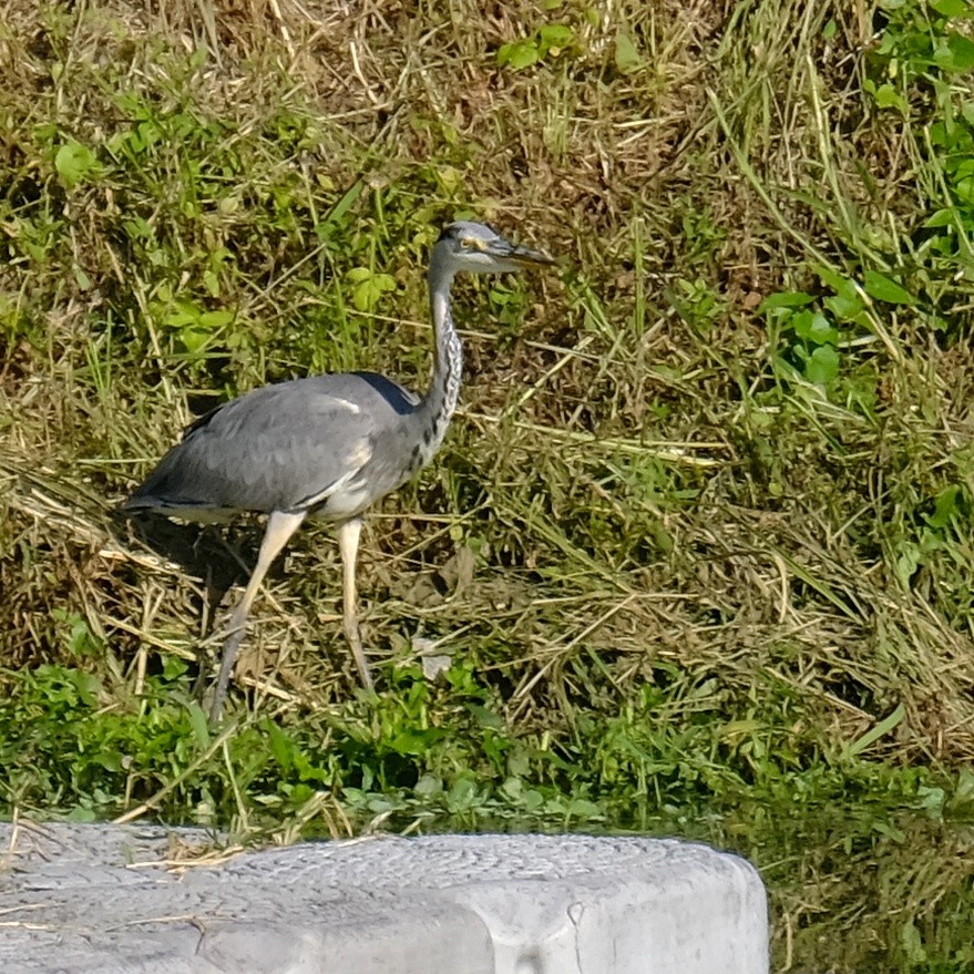 Gray Heron - Kuan Chia Hsiu