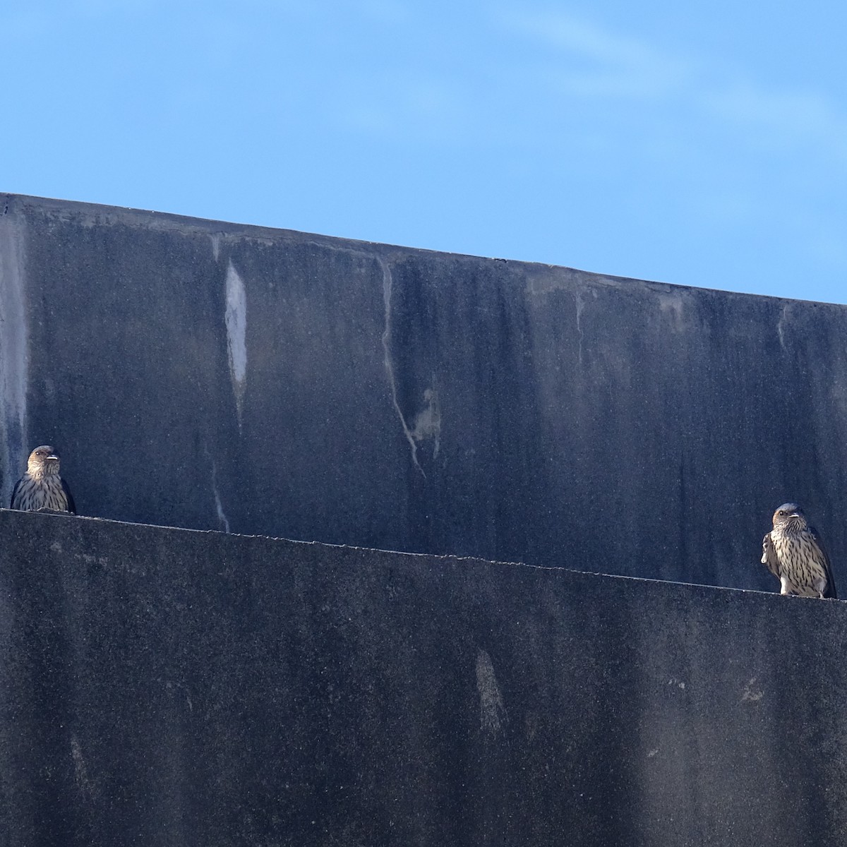 Striated Swallow - ML620631491