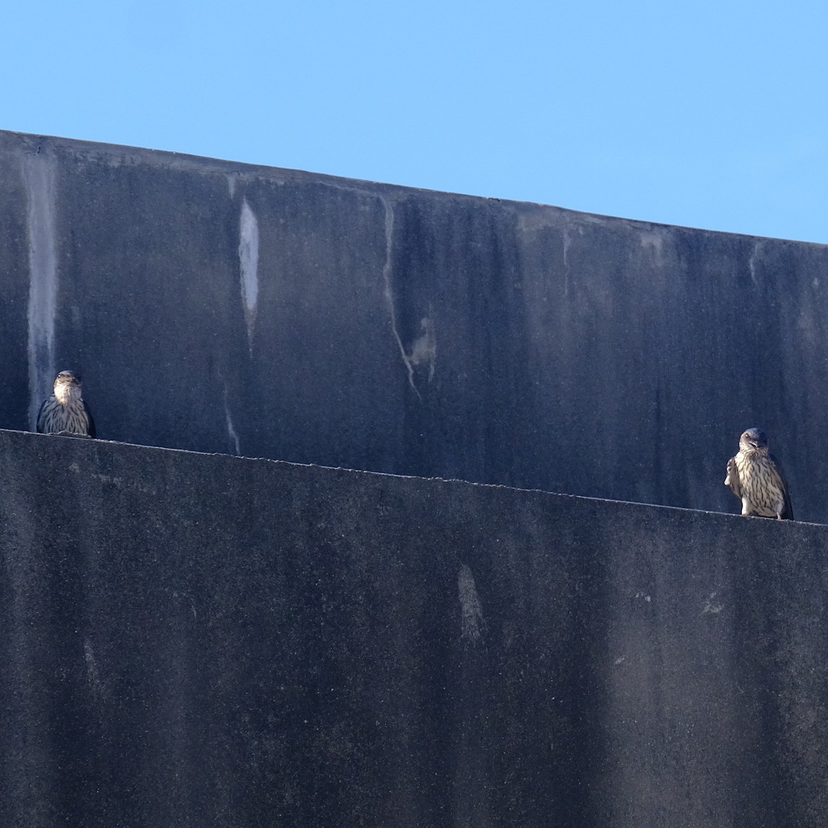 Striated Swallow - ML620631492