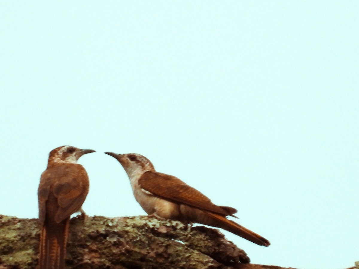 Banded Bay Cuckoo - ML620631494