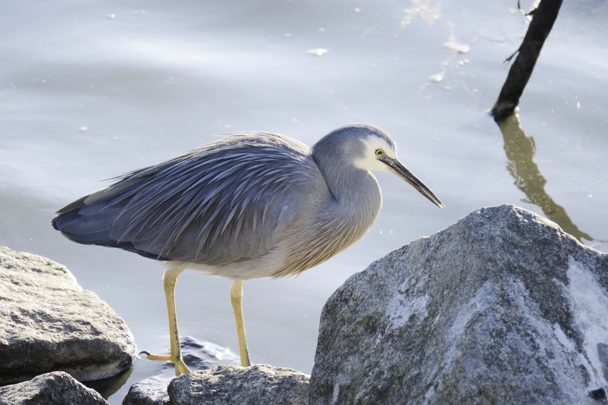 White-faced Heron - ML620631495