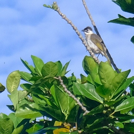 Bulbul de Taïwan - ML620631496