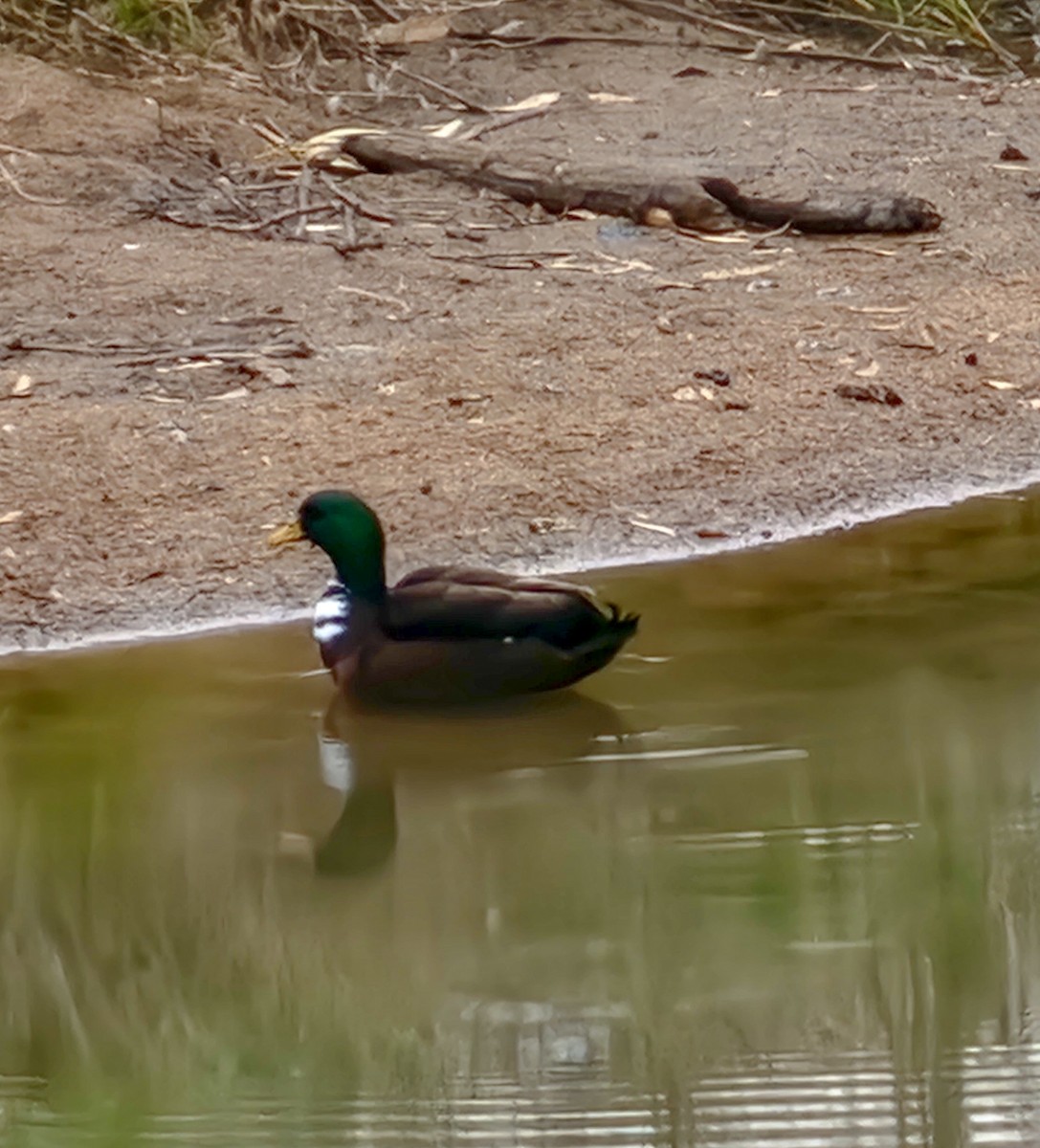 Mallard (Domestic type) - ML620631498