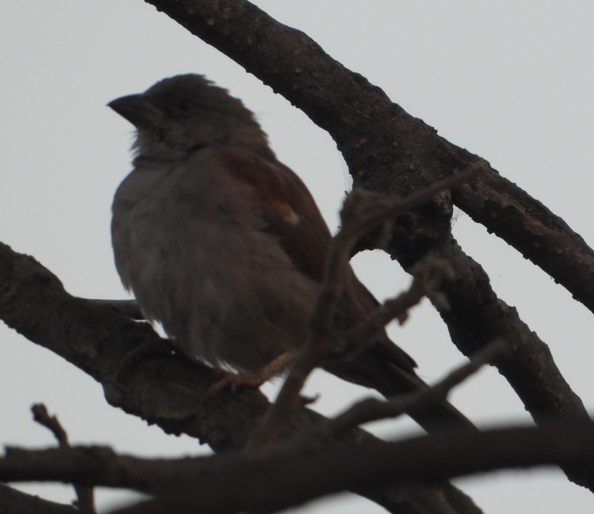 Northern Gray-headed Sparrow - ML620631501