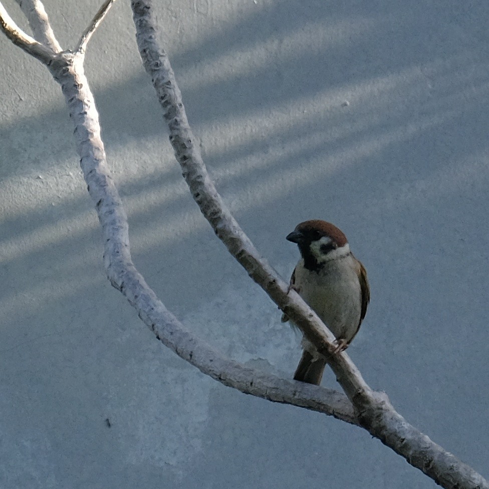 Eurasian Tree Sparrow - ML620631502