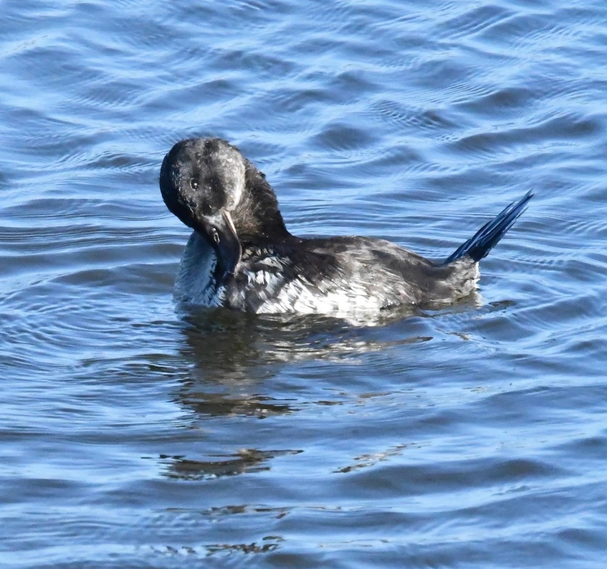 tanımsız ördek (Anatinae sp.) - ML620631505