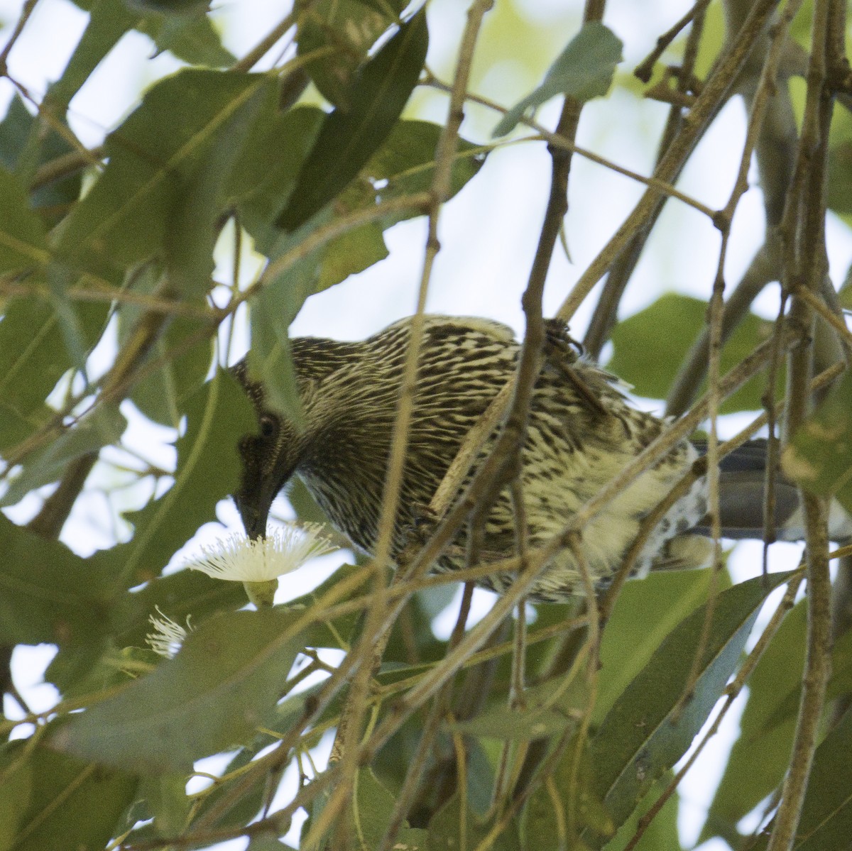 Little Wattlebird - ML620631506