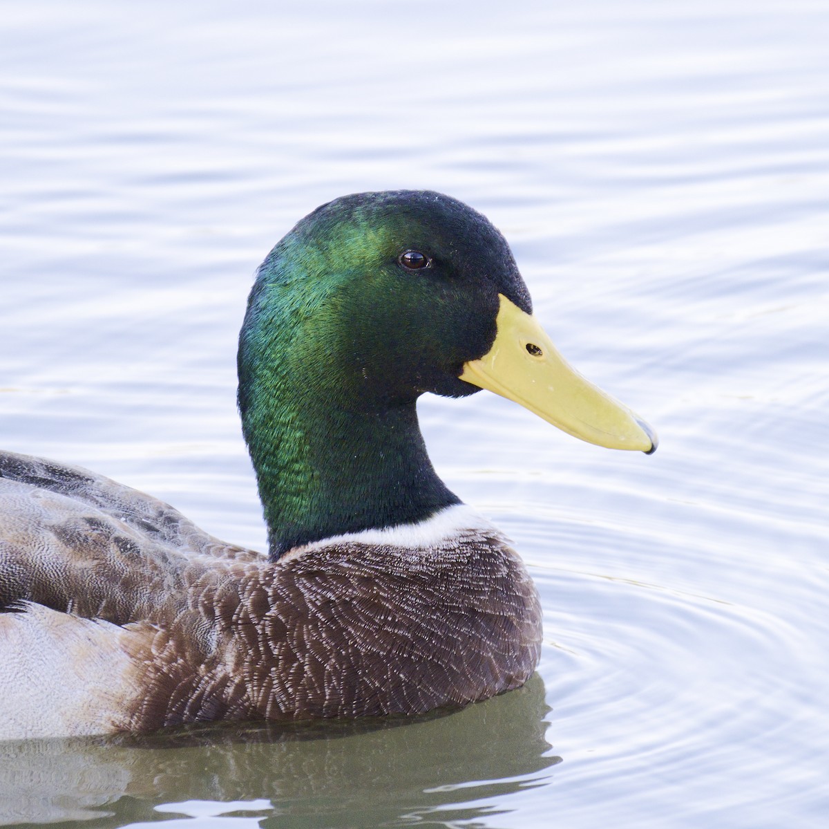 Mallard (Domestic type) - ML620631508