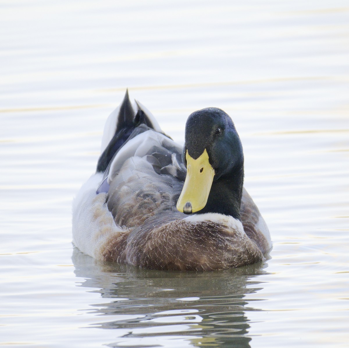 Canard colvert (forme domestique) - ML620631510