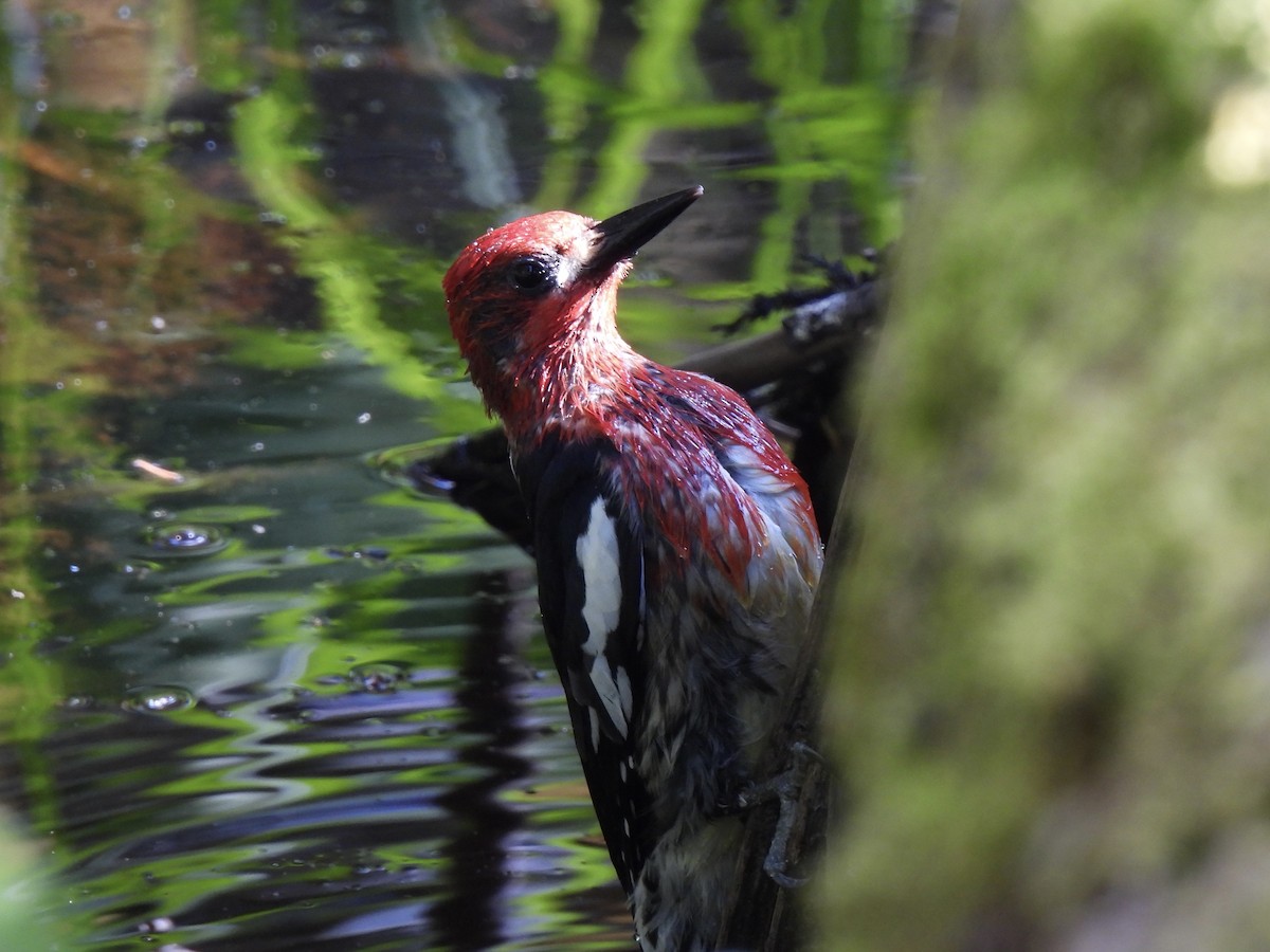 Red-breasted Sapsucker - ML620631511