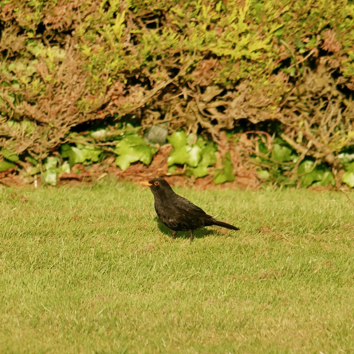 Eurasian Blackbird - ML620631513