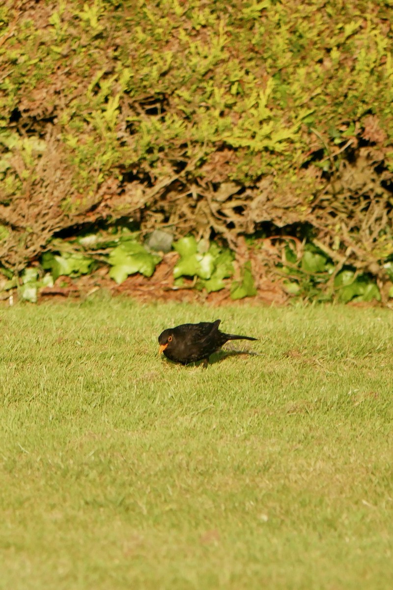 Eurasian Blackbird - ML620631514