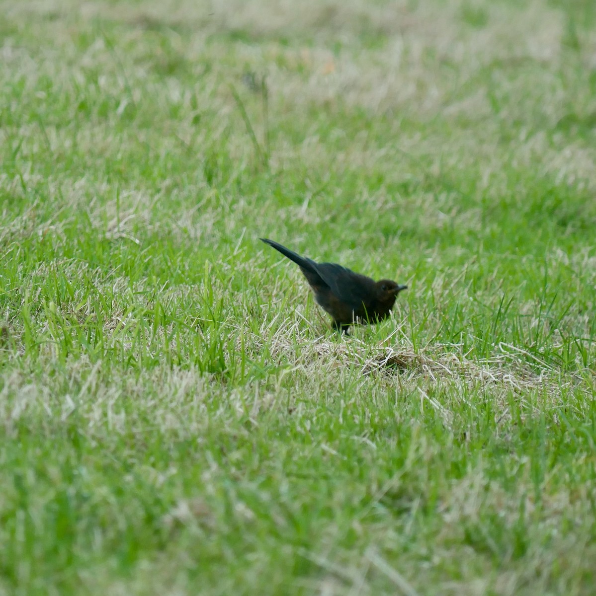 Eurasian Blackbird - ML620631517