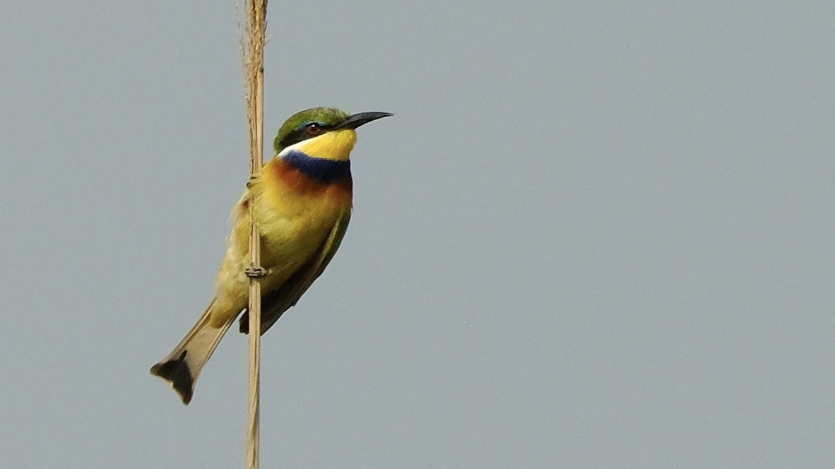 Blue-breasted Bee-eater - ML620631518