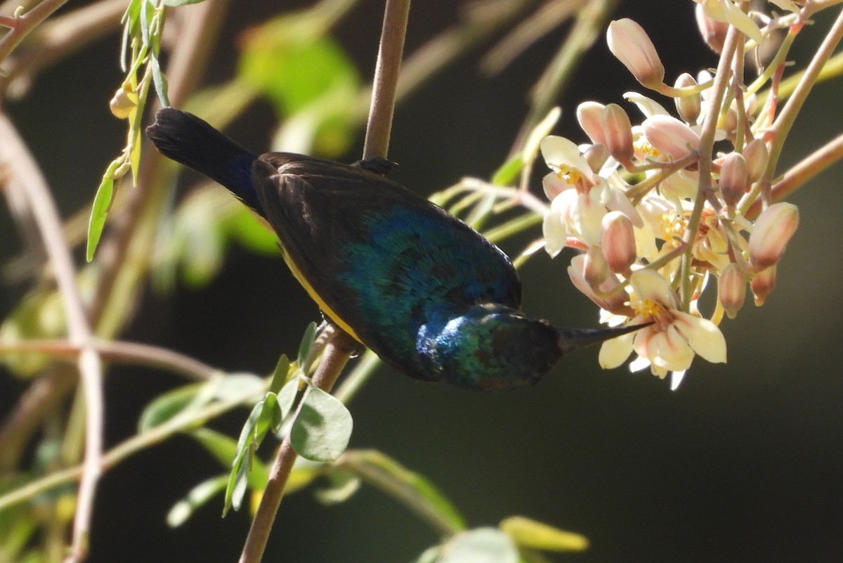 Variable Sunbird - ML620631521