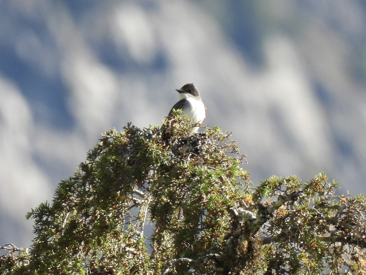 Eastern Kingbird - ML620631523