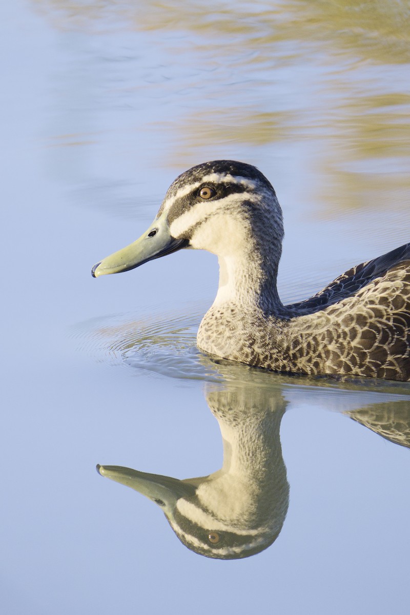 Pacific Black Duck - ML620631524