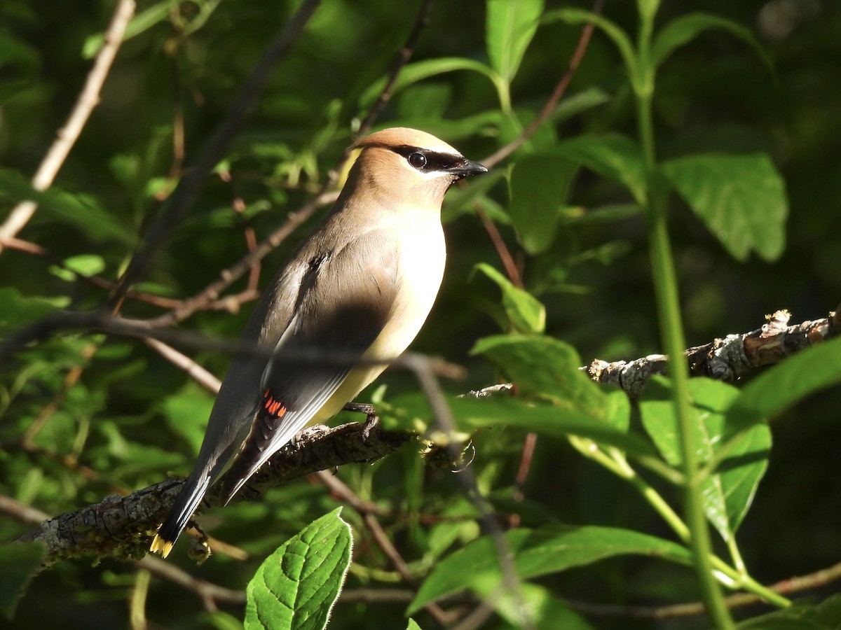 Cedar Waxwing - ML620631525