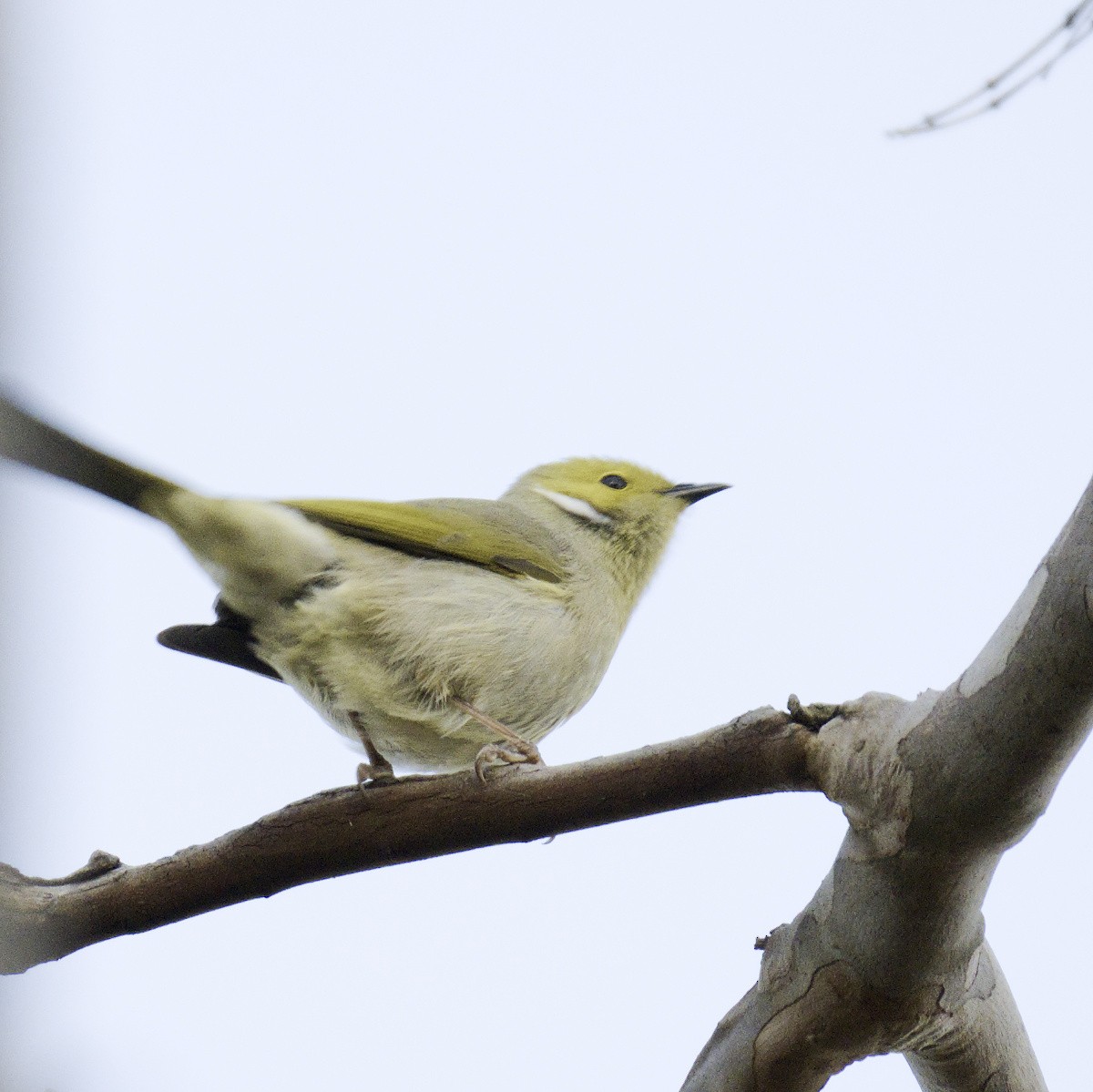 White-plumed Honeyeater - ML620631527