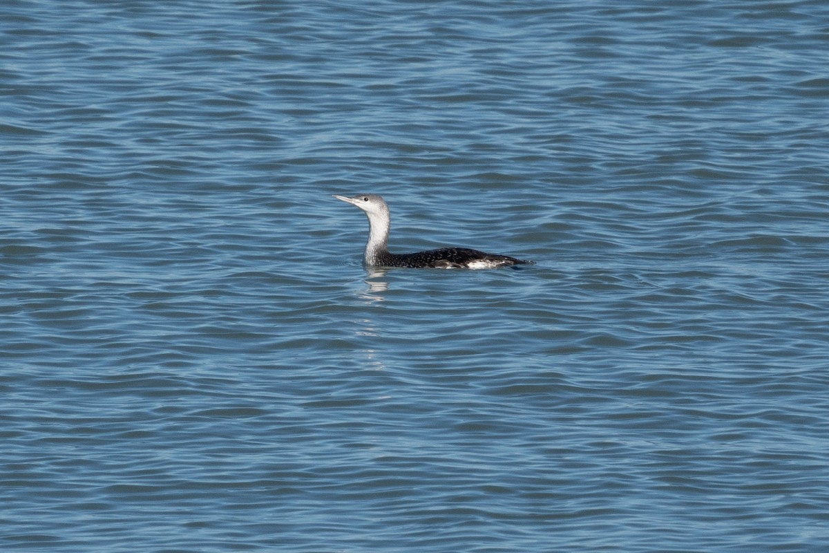 Red-throated Loon - ML620631528