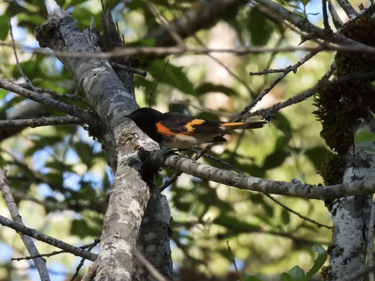 American Redstart - ML620631529