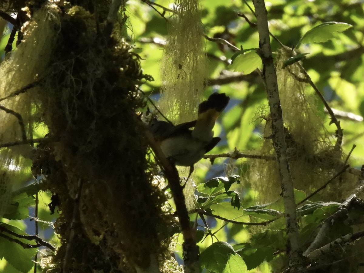 American Redstart - ML620631530