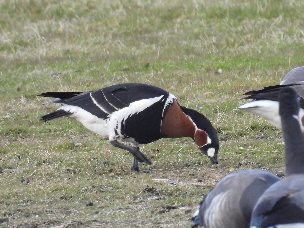 Red-breasted Goose - Simon Bradfield