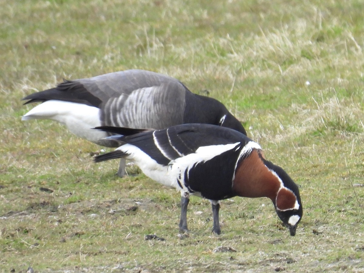 Red-breasted Goose - ML620631532