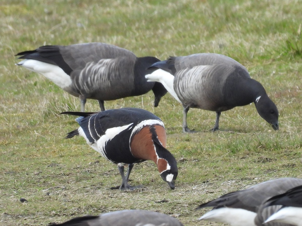 Red-breasted Goose - Simon Bradfield