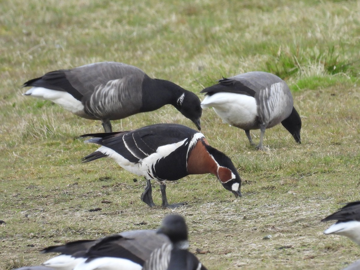 Red-breasted Goose - ML620631535