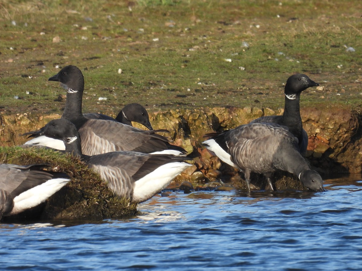 Brant - ML620631536