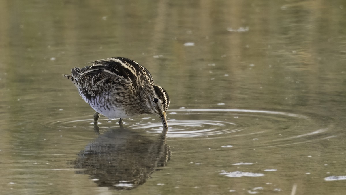 Common Snipe - ML620631538