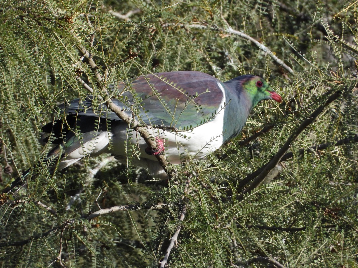 New Zealand Pigeon - ML620631539