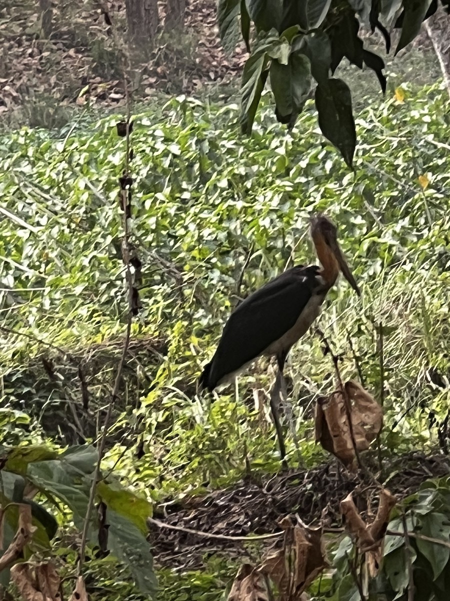 Lesser Adjutant - ML620631540