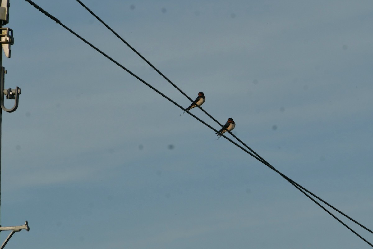 Barn Swallow - ML620631543