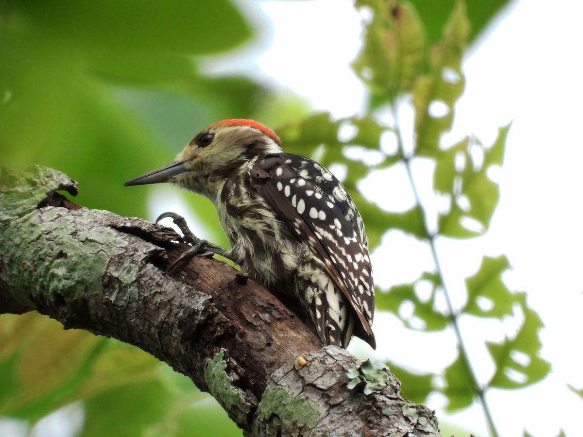 Yellow-crowned Woodpecker - ML620631545