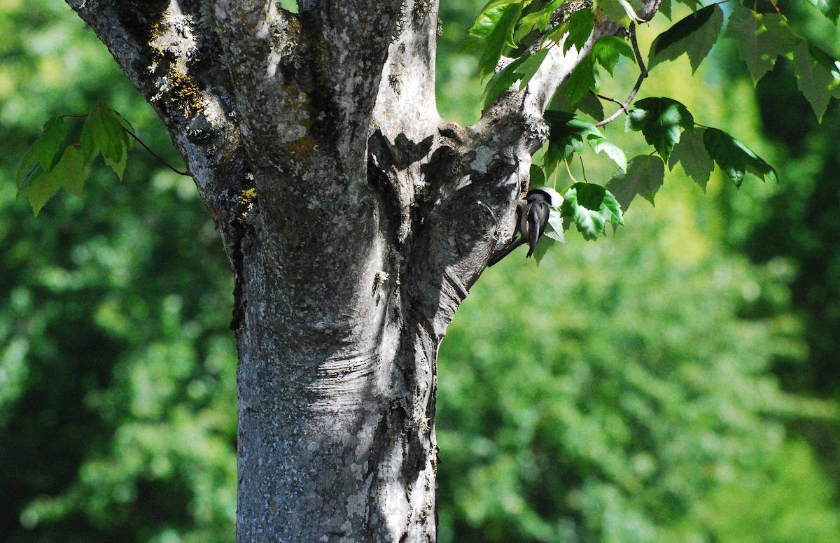 Black-capped Chickadee - ML620631551