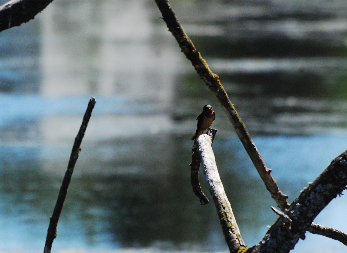 Barn Swallow - ML620631552