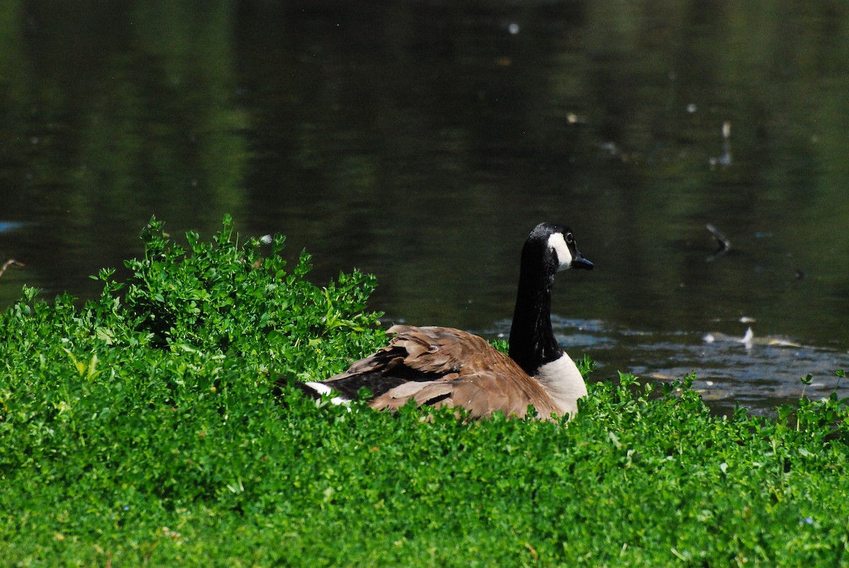 Canada Goose - ML620631558