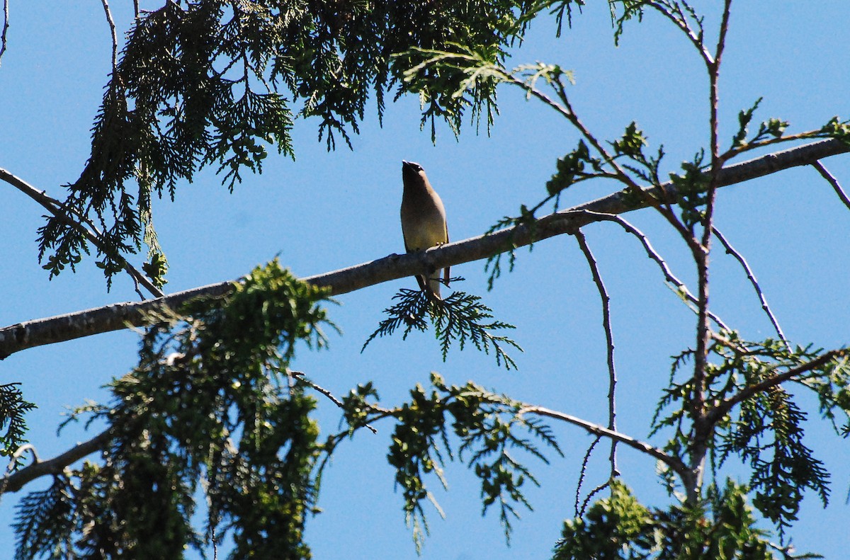 Cedar Waxwing - ML620631561