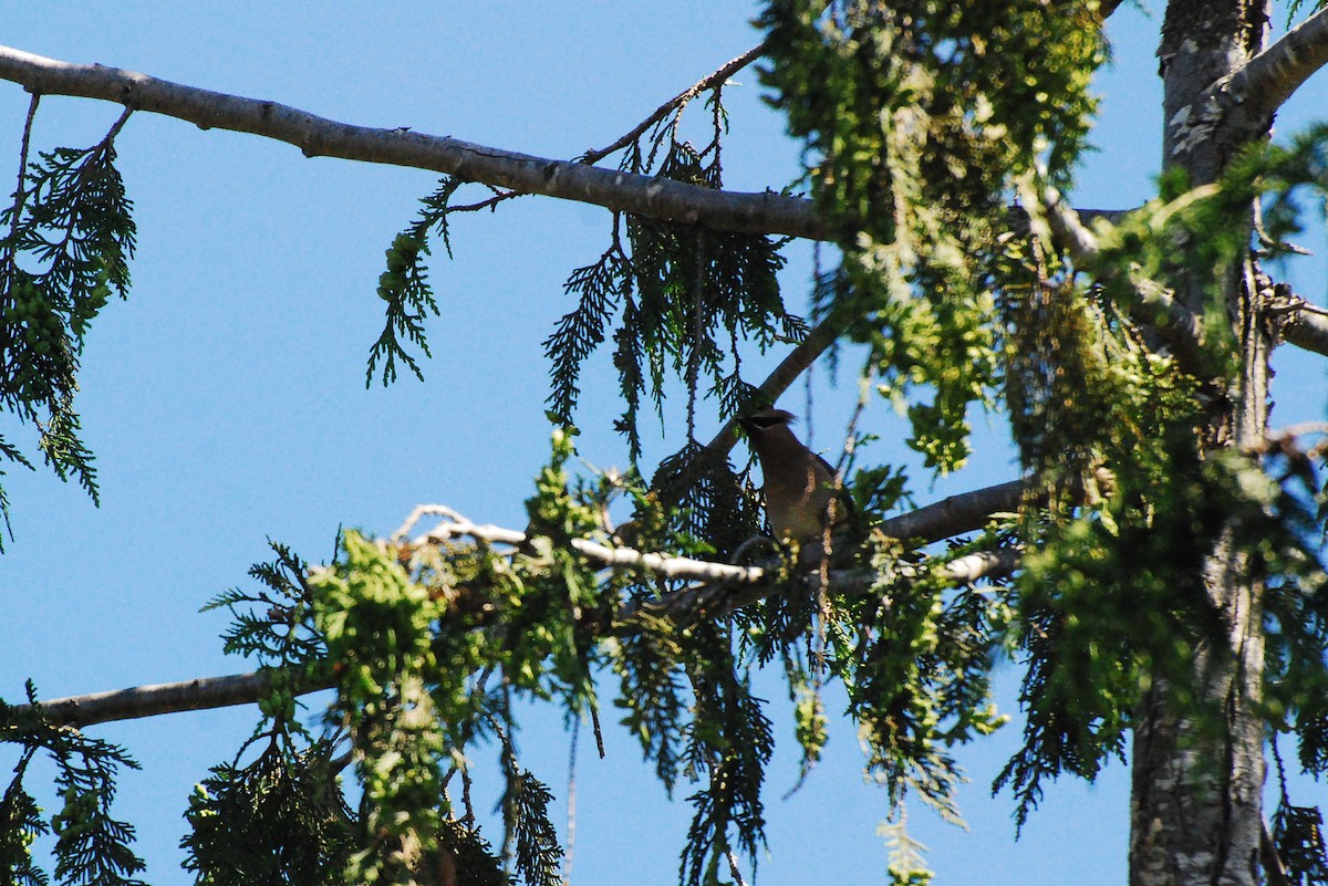 Cedar Waxwing - ML620631563